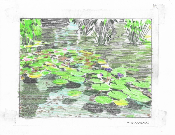 Lilies II TIFFANY WOLLMAN 2019 Pencil and pencil crayon on paper