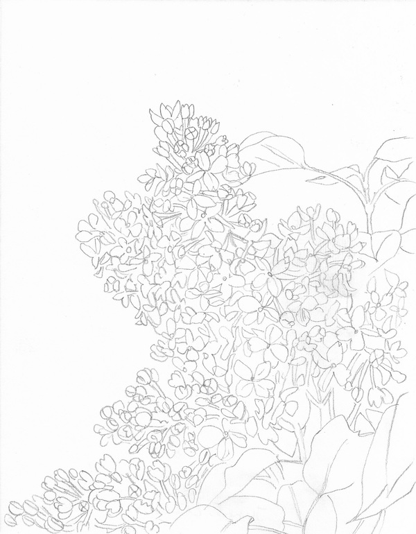 Lilac TIFFANY WOLLMAN 2020 Pencil on paper