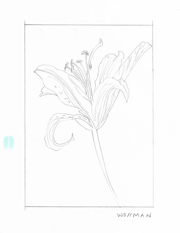 Lily single TIFFANY WOLLMAN 2018 Pencil on paper