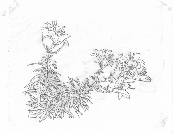 Summer tiger lilies TIFFANY WOLLMAN 2017 Pencil on paper