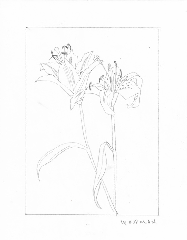 Lily study TIFFANY WOLLMAN 2018 Pencil on paper