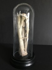 Wendy Aikin Assemblage Bone, Ceramic, Waxed Thread