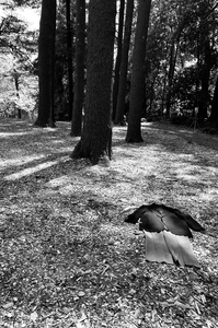 Adrienne Der Marderosian The Presence of Absence 