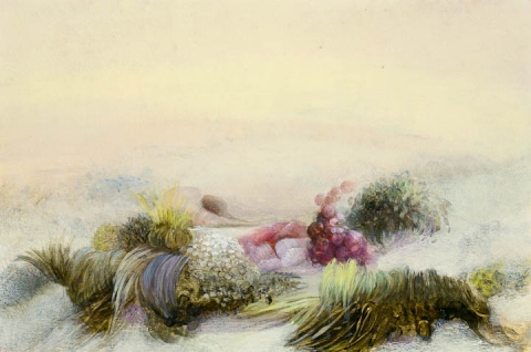 Flotsam IV Floralia