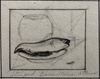  Should We Care About Fish? Graphite on sketchbook page