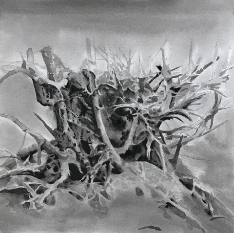 Anita S. Hunt   Roots watewrsoluable graphite and ink on watercolor paper