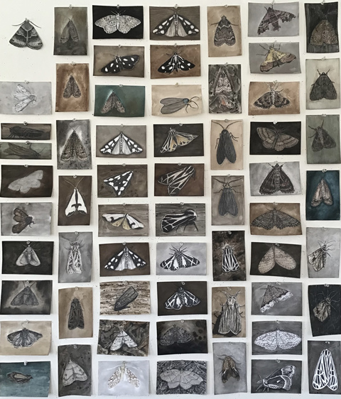 Anita S. Hunt   Moths I Have Seen watersoluable graphite, colored pencil and ink on watercolor paper