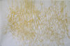  Golden Branching Drawings Acrylic ink on vellum