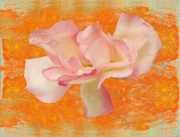 Ann Pachner Blossom Prints 