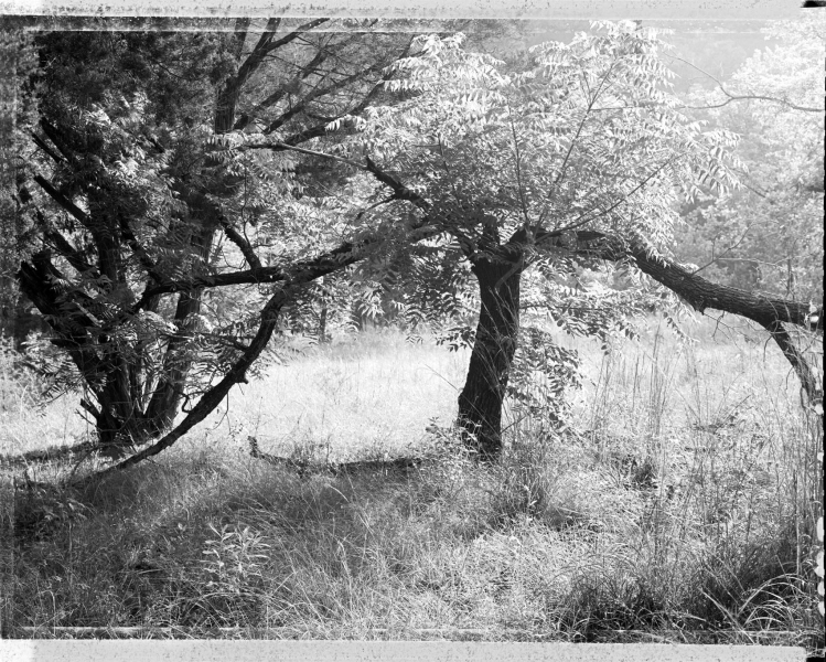 Bill Kennedy Photography Woodlands Archival inkjet print on BFK Rives paper.