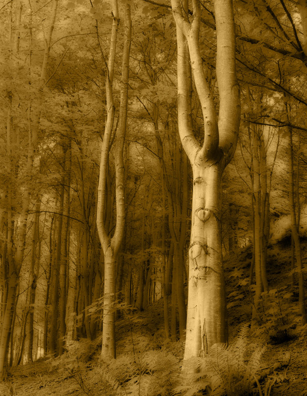 Woodlands