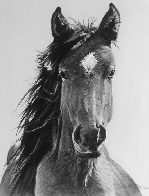 Carol Gromer Fine Art Horses Charcoal on Paper