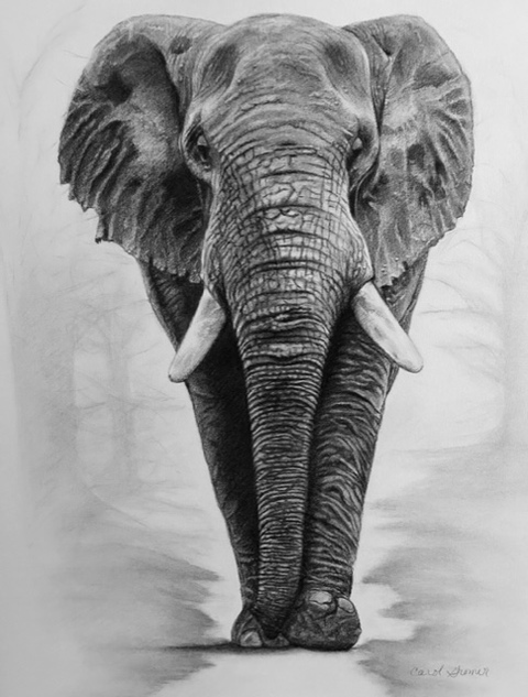 Carol Gromer Fine Art Animals and Figures Charcoal on Paper