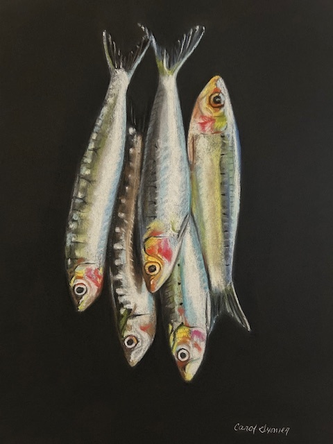 Carol Gromer Fine Art Animals and Figures Conte and Charcoal on Paper