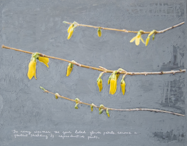 forsythia - e