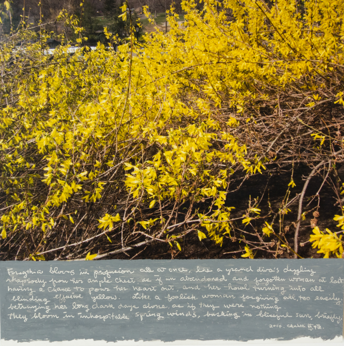 forsythia - j