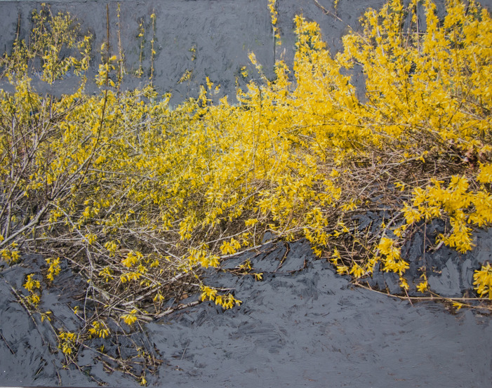 forsythia - L