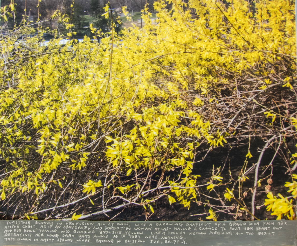 forsythia - K