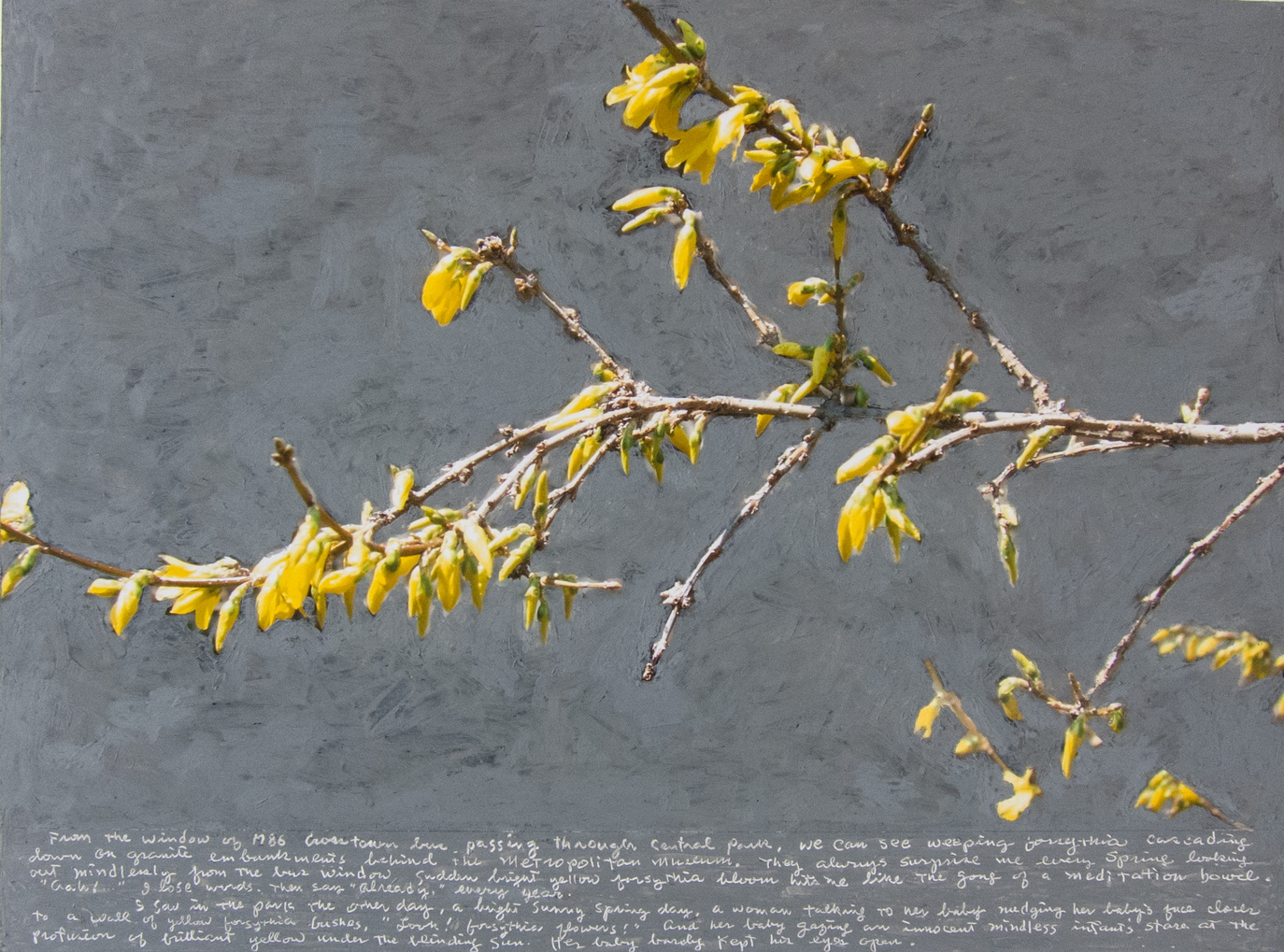 forsythia - G