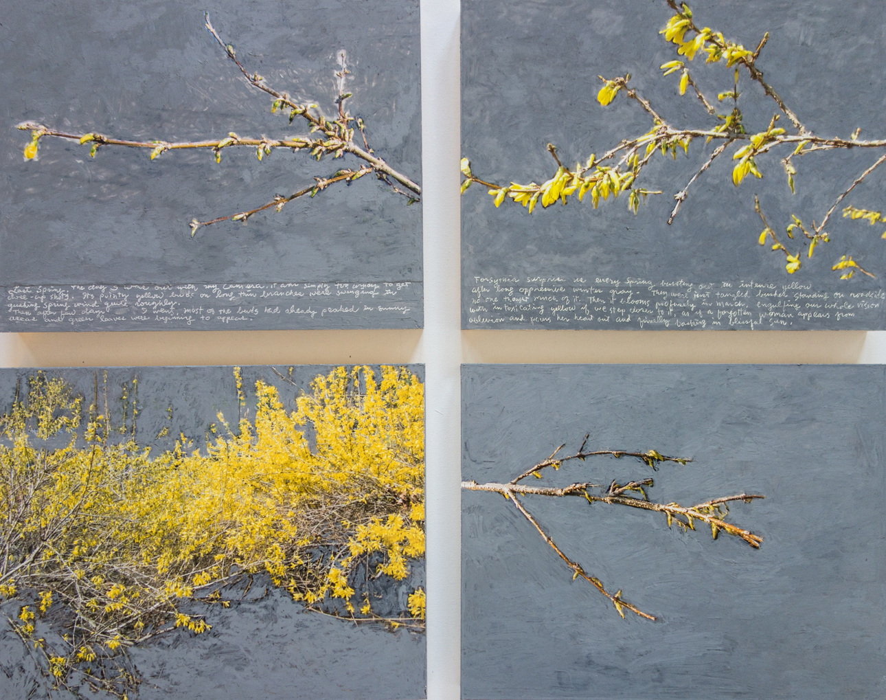 forsythia N