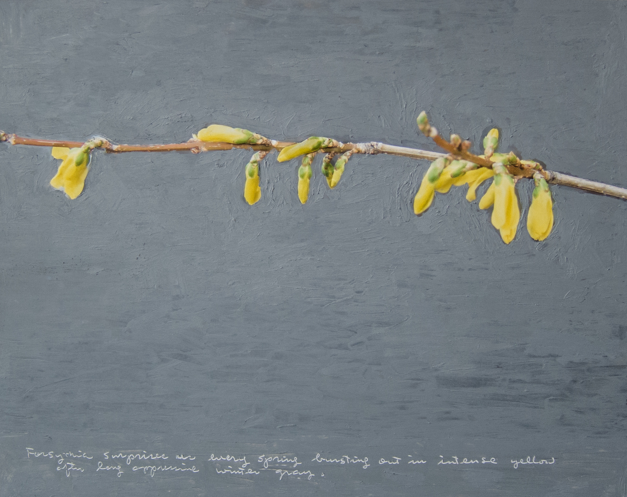 Forsythia - F