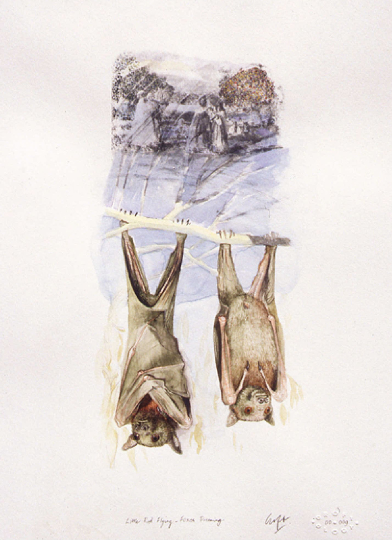 Christopher Croft Dreaming Animals Watercolour; PhotoTransfer; Graphite on Canson Paper