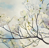 Carousel artwork image 1111