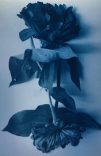 Claire Milah Libin Flowers 2016 Prints on silver paper  Pigment Prints on Archival Silver Paper.