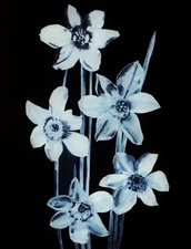 Claire Milah Libin  Flowers 2000's Reverse oil on glass  reverse oil on glass