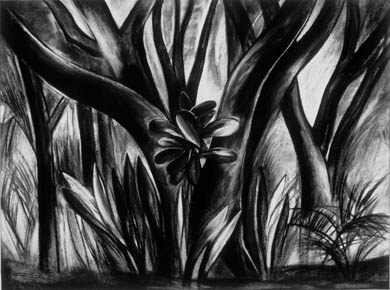 Claire Rosenfeld Drawings charcoal on paper