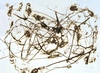  Burn Drawing Series Molten glass on Fabriano Artistico paper