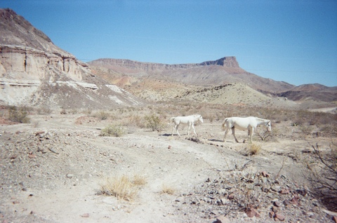  FILM (from the field) 