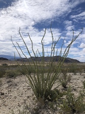 COLLEEN O'BRIEN TERLINGUA 