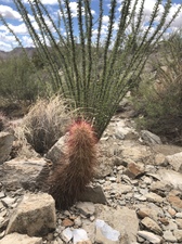 COLLEEN O'BRIEN TERLINGUA 