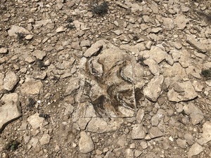 COLLEEN O'BRIEN BIG BEND 