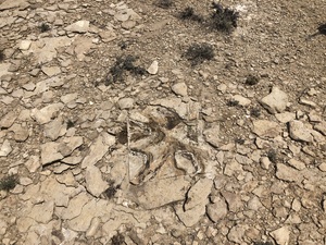 COLLEEN O'BRIEN BIG BEND 