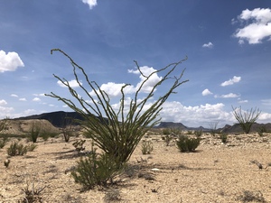 COLLEEN O'BRIEN BIG BEND 