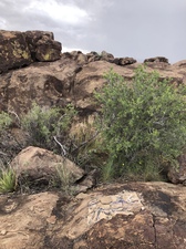 COLLEEN O'BRIEN BIG BEND 