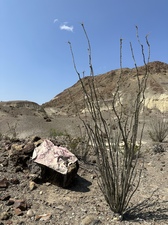 COLLEEN O'BRIEN BIG BEND 