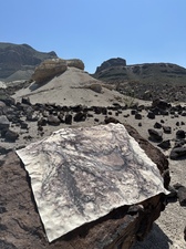 COLLEEN O'BRIEN BIG BEND 