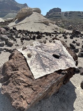 COLLEEN O'BRIEN BIG BEND 