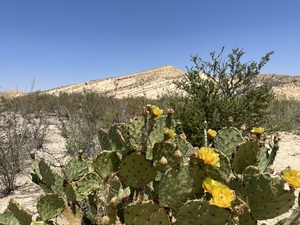 COLLEEN O'BRIEN BIG BEND 