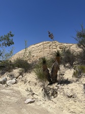 COLLEEN O'BRIEN BIG BEND 