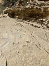 COLLEEN O'BRIEN BIG BEND 