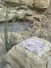 COLLEEN O'BRIEN BIG BEND 