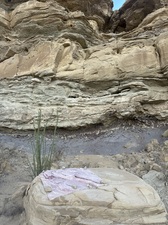 COLLEEN O'BRIEN BIG BEND 