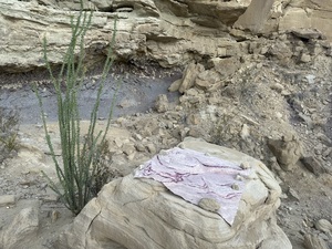 COLLEEN O'BRIEN BIG BEND 