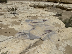 COLLEEN O'BRIEN BIG BEND 