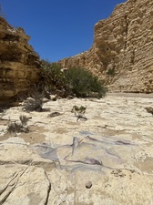 COLLEEN O'BRIEN BIG BEND 