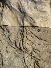 COLLEEN O'BRIEN BIG BEND 